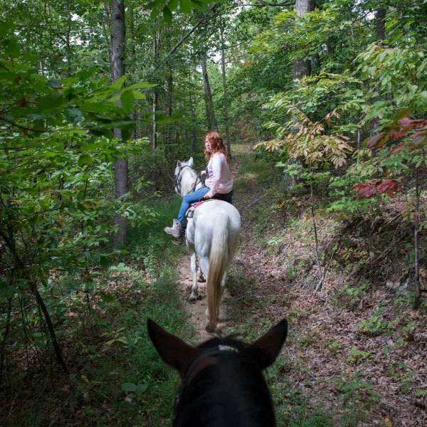 a person riding a horse in a forest
