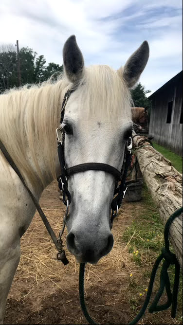 a brown horse standing next to a wire fence