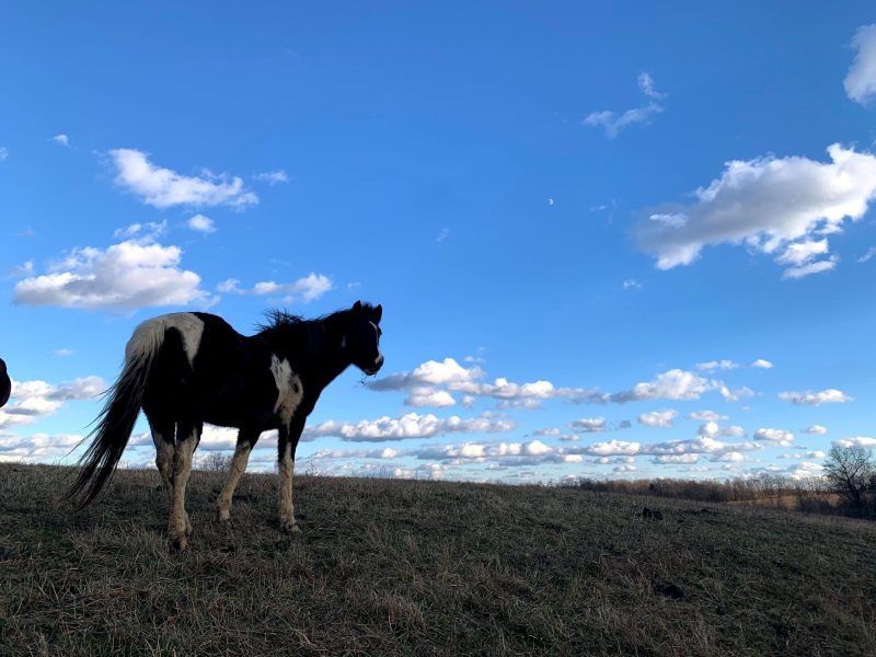 a cow standing on top of a grass covered field