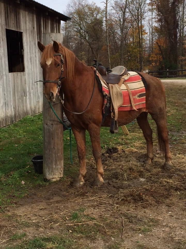 a person riding on the back of a brown horse