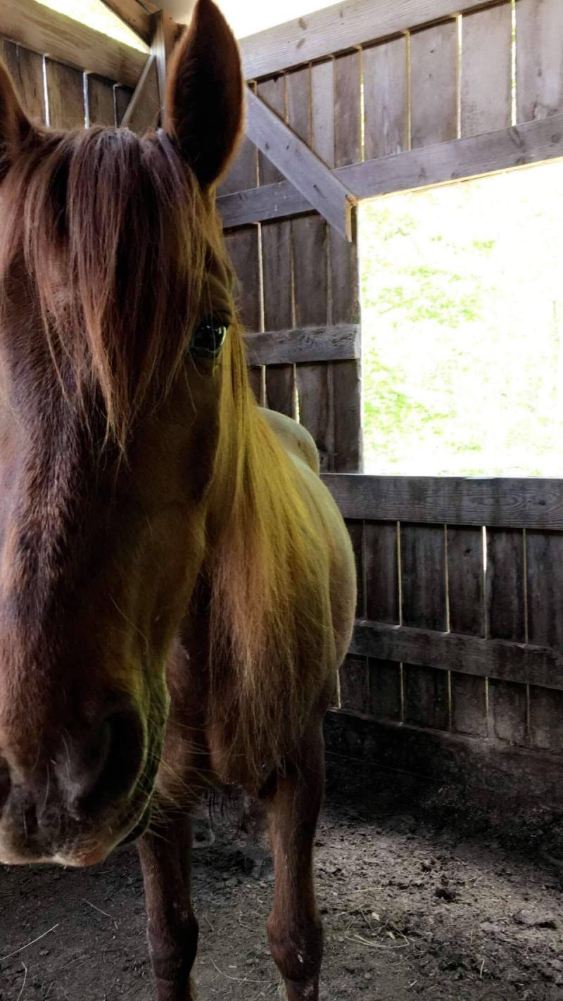 a close up of a brown horse standing next to a fence