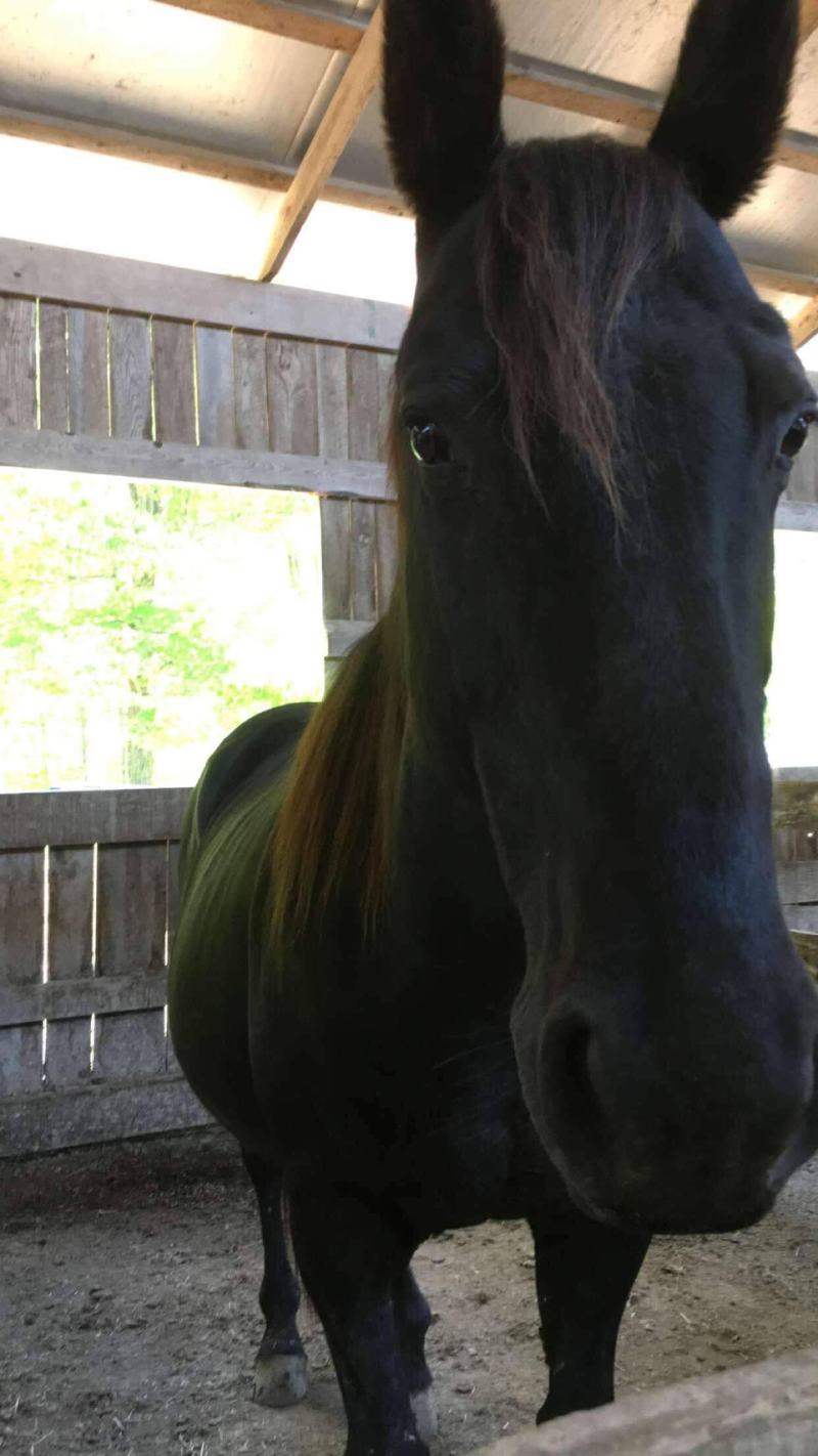 a brown horse standing next to a fence and looking at the camera