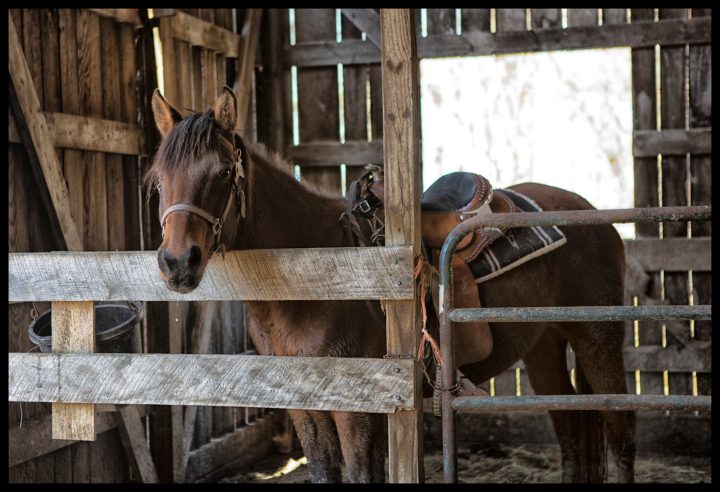 a brown horse standing on top of a wooden fence
