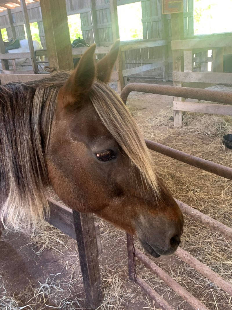 a brown horse standing next to a fence