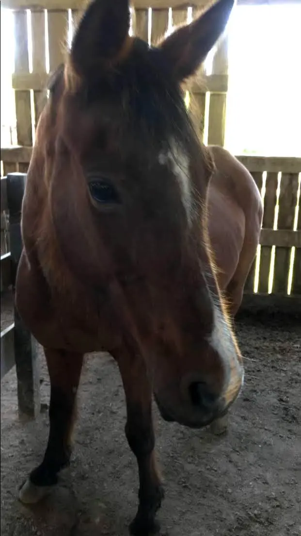 a brown horse standing next to a fence and looking at the camera
