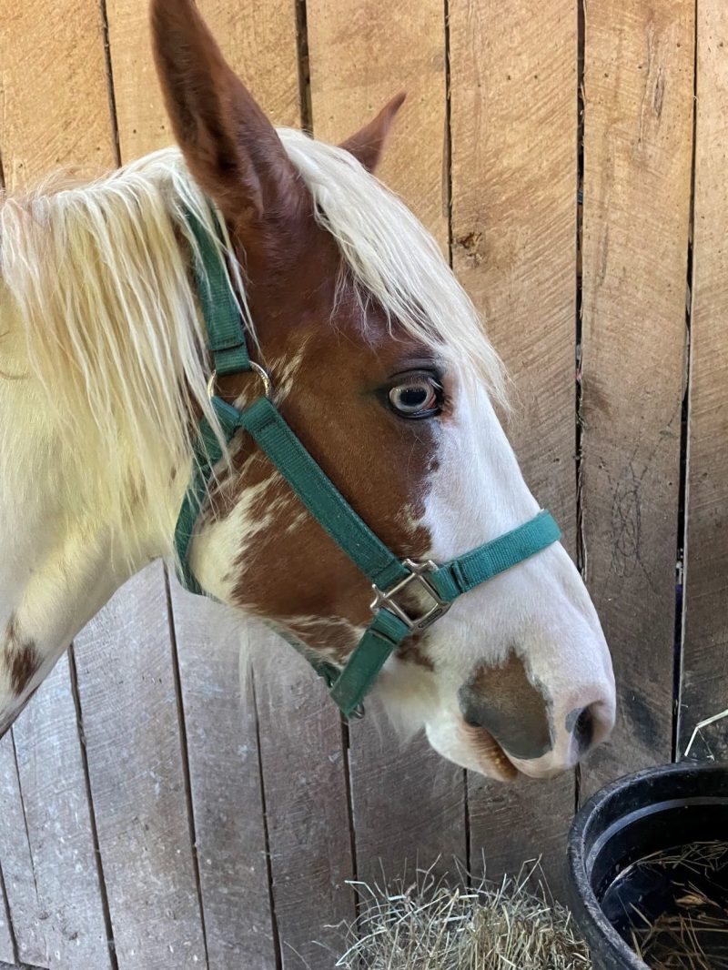 a brown horse standing next to a fence