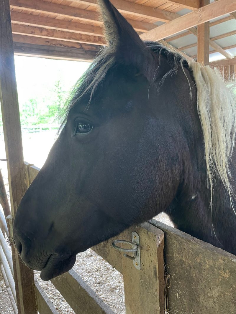 a horse sticking its head through a fence