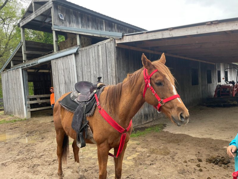 a brown horse standing in front of a building