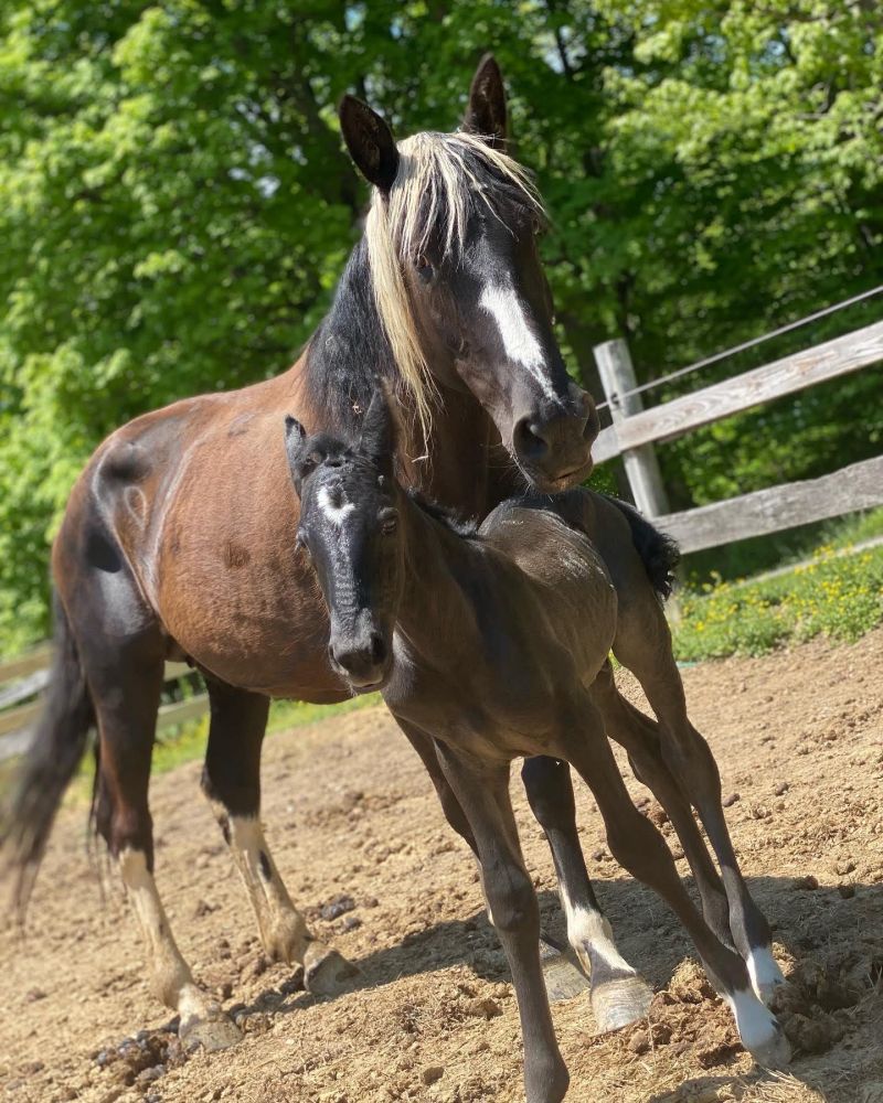 a brown horse standing on top of a dirt field